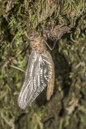 Oxygastra curtisii
